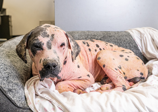 Barney during his recovery